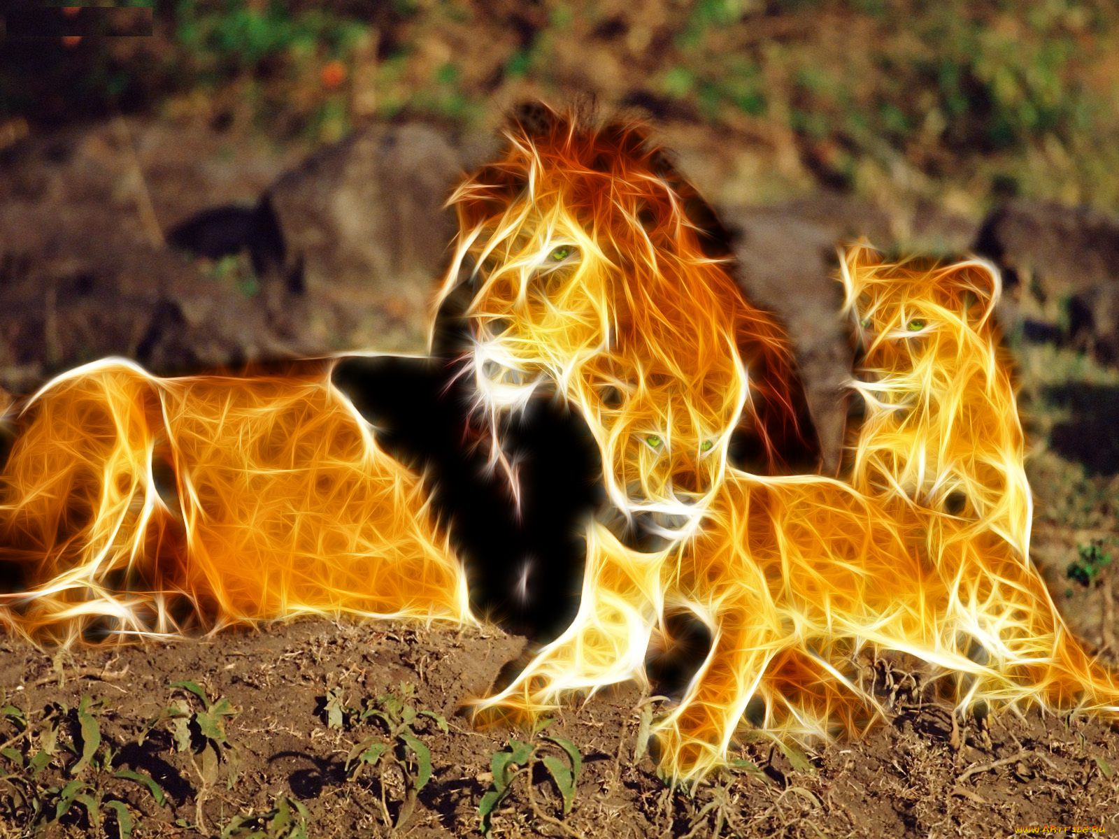 3, , animals, , 